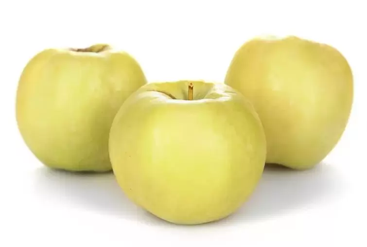 Mazás usadas para tratar varices